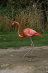 Flamant rose