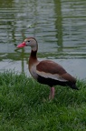 Dendrocygne à ventre noir
